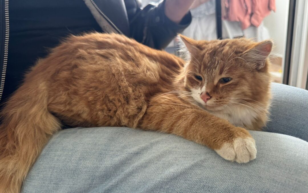 Fundtier Katze, Innsbruck  (11/2025)