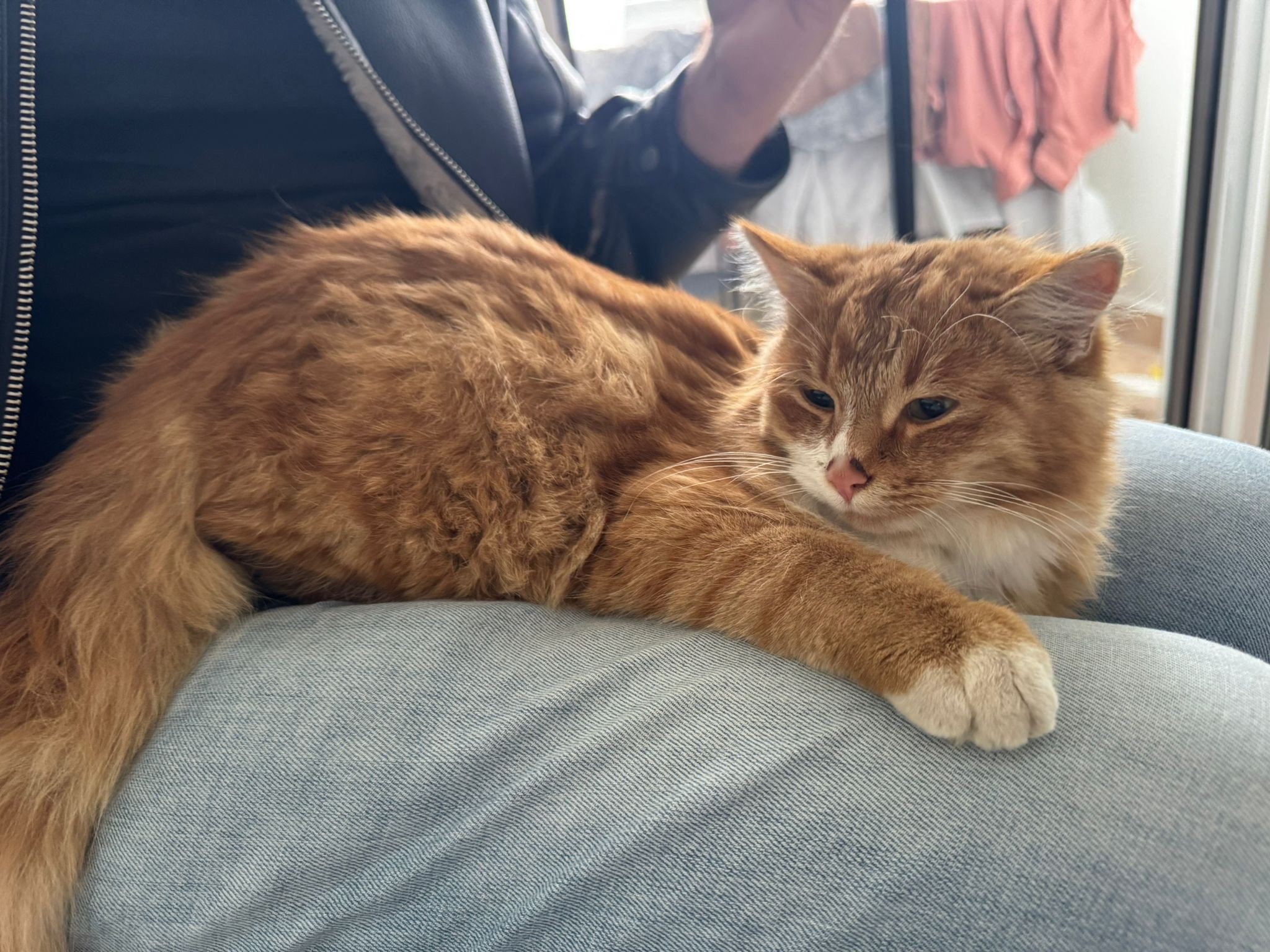 Innsbruck_Fundkatze_Hofwaldweg