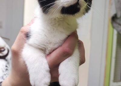 Fundtier Katze, Innsbruck  (11/2025)