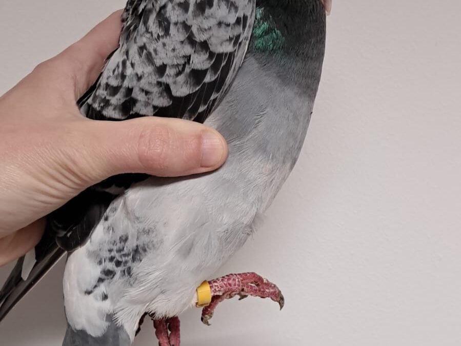 Fundtier Taube, Innsbruck  (11/2025)