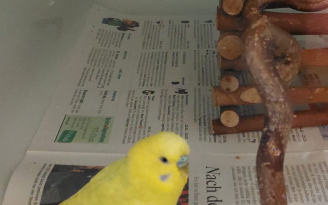 Fundtier Wellensittich, Innsbruck  (11/2025)