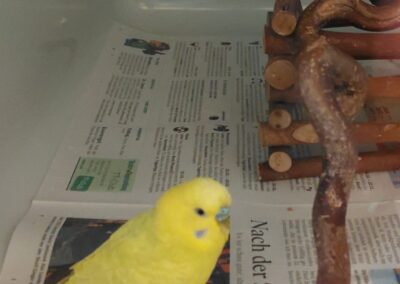 Fundtier Wellensittich, Innsbruck  (11/2025)