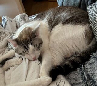 Eros, Innsbruck  (11/2025)