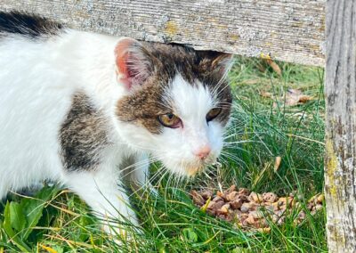 Sichtung Katze, Itter  (11/2025)