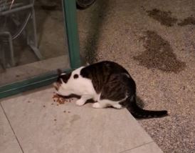 Fundtier Katze, Jenbach  (11/2025)