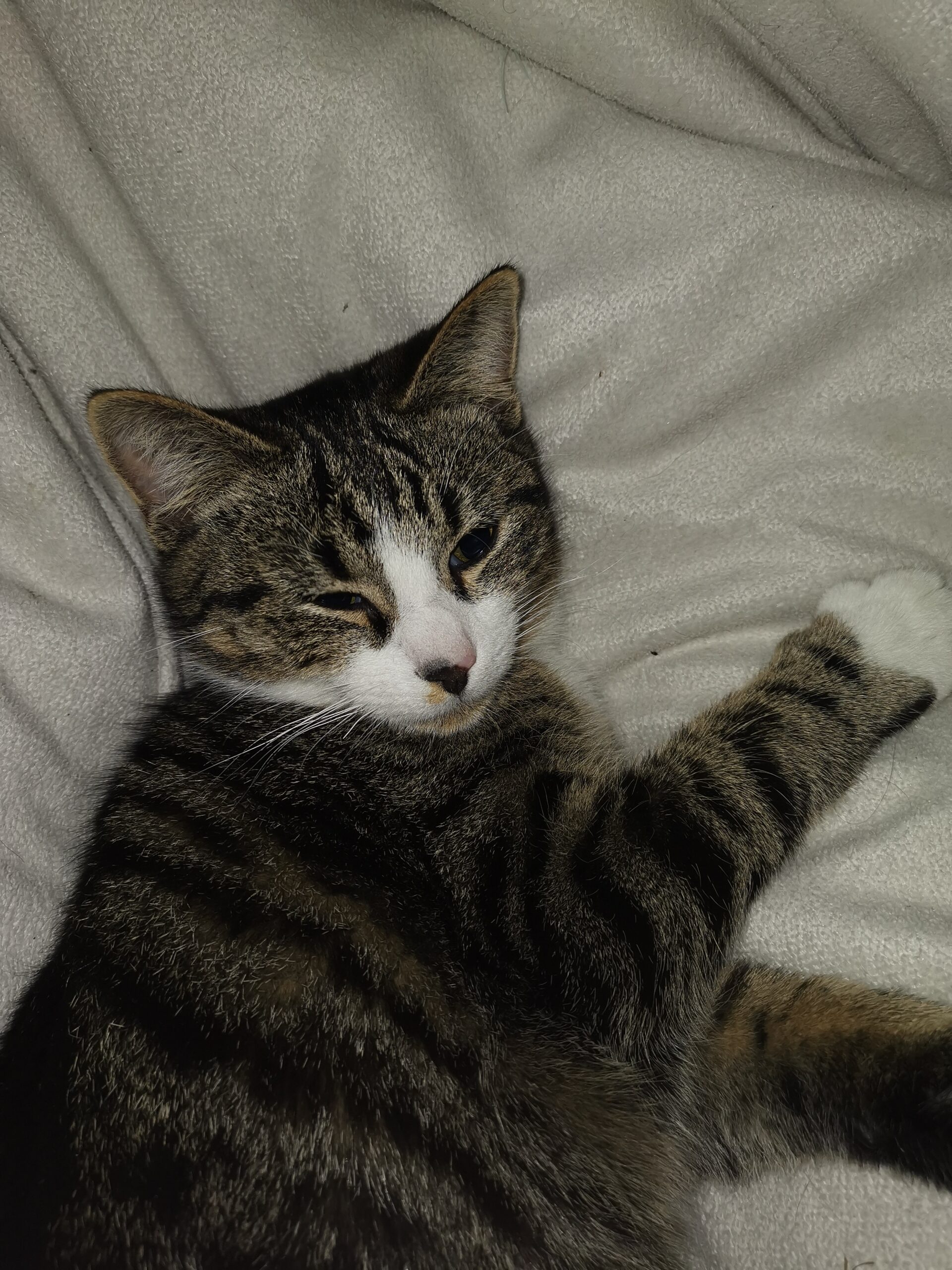 Kiefersfelden_Katze_Mikkey3