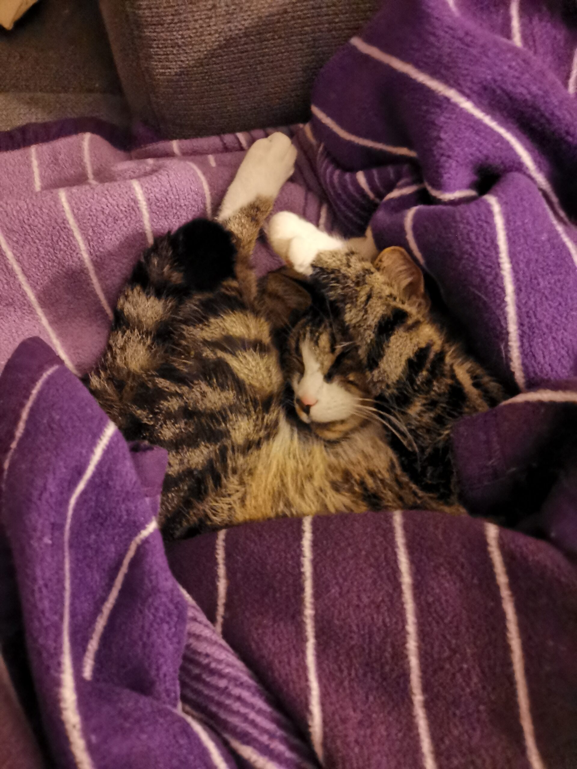 Kiefersfelden_Katze_Mikkey4