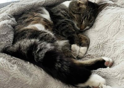 Tiger, Kössen  (11/2025)