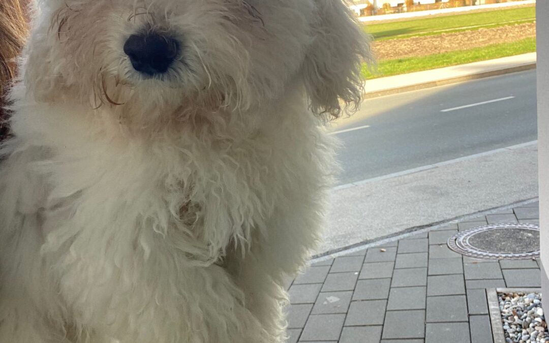 Fundtier Hund, Kufstein  (11/2025)