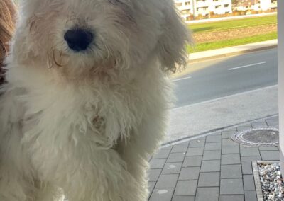 Fundtier Hund, Kufstein  (11/2025)