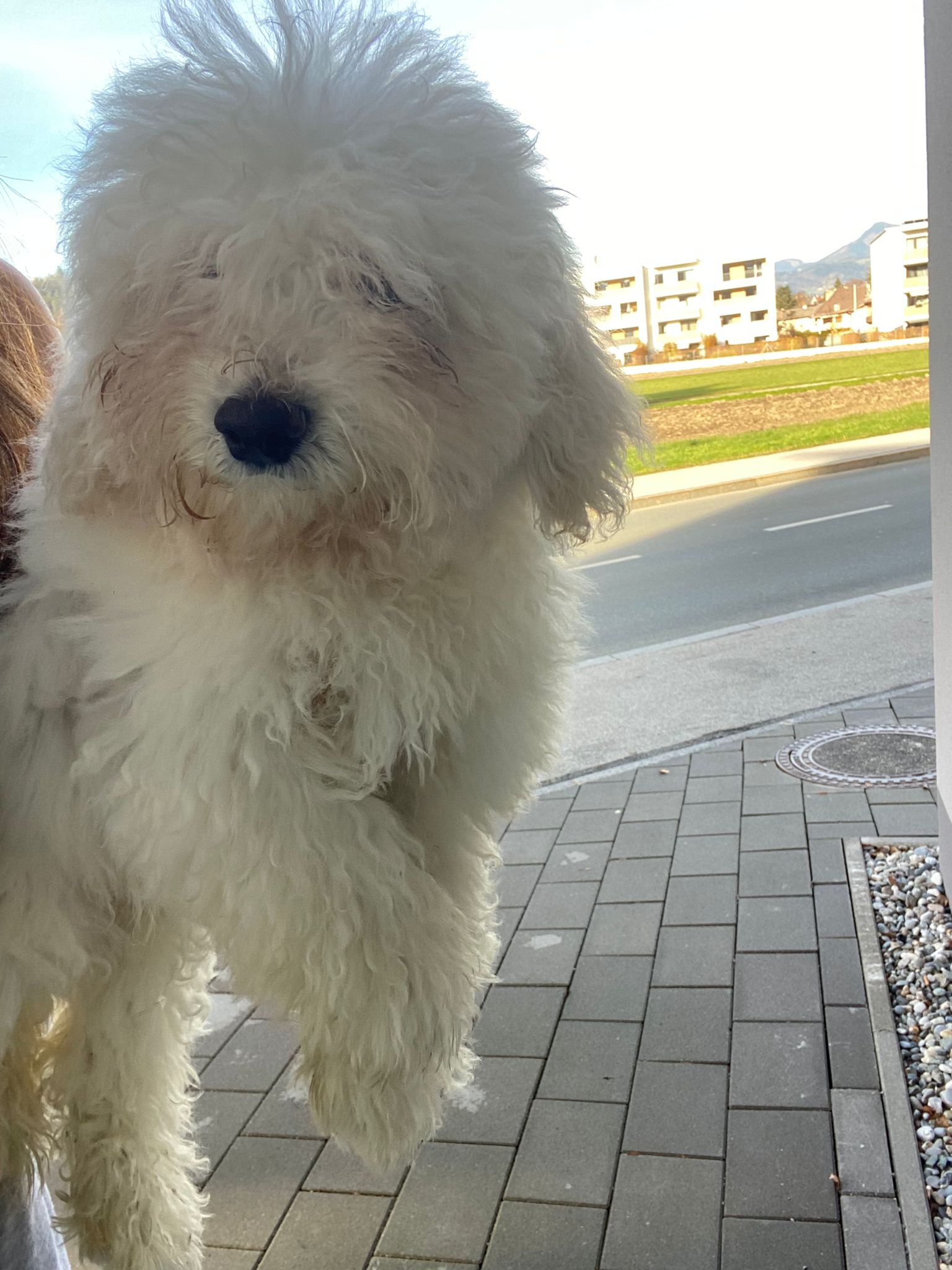 Kufstein_Fundhund Jolly Pizzeria