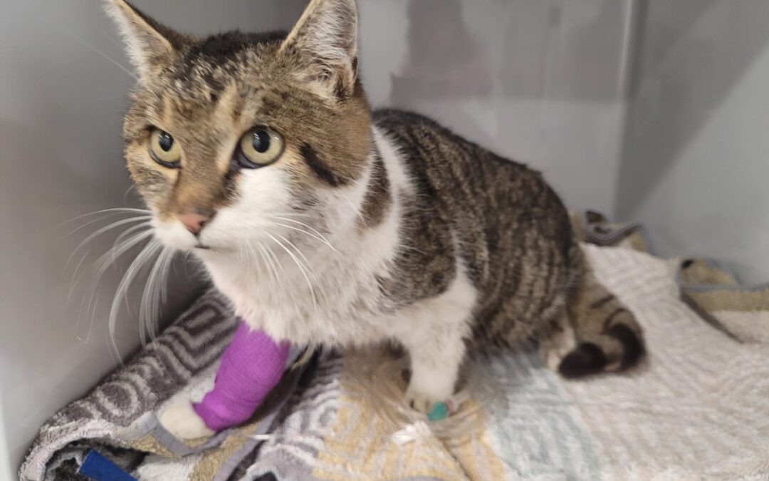 Fundtier Katze, Kufstein  (11/2025)