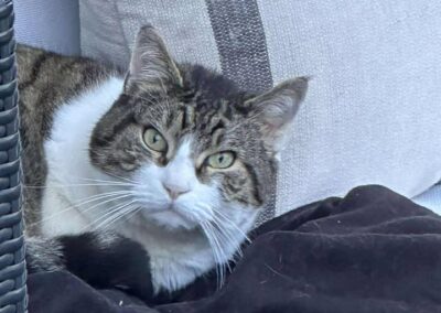 Fundtier Katze, Kufstein  (11/2025)