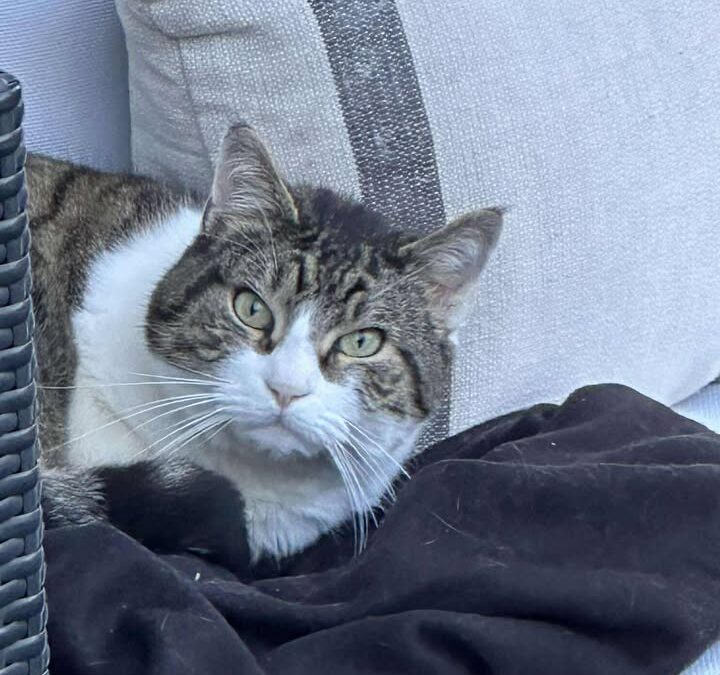 Fundtier Katze, Kufstein  (11/2025)