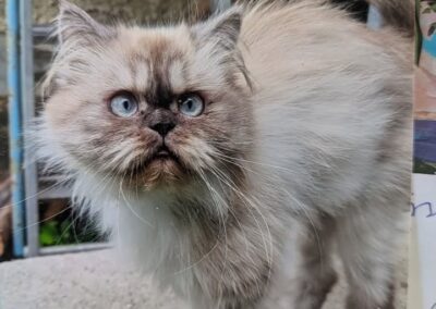 Luna, Kufstein  (11/2025)