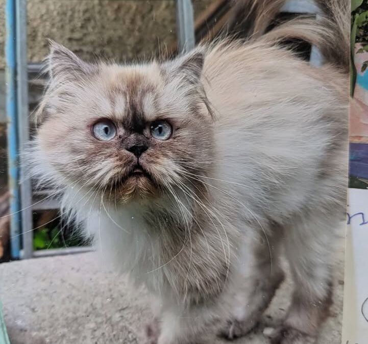 Luna, Kufstein  (11/2025)