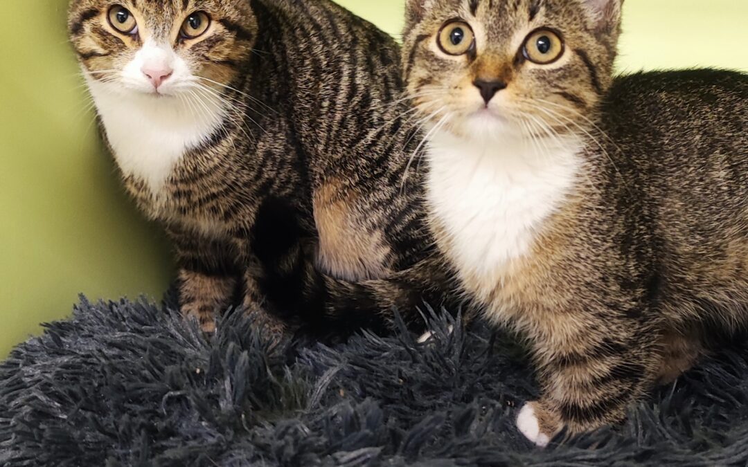 Fundtiere Katzen, Leutasch  (11/2025)