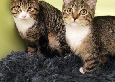 Fundtiere Katzen, Leutasch  (11/2025)