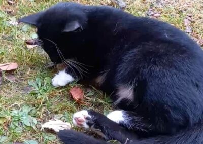 Fundtier Katze, Matrei am Brenner  (11/2025)