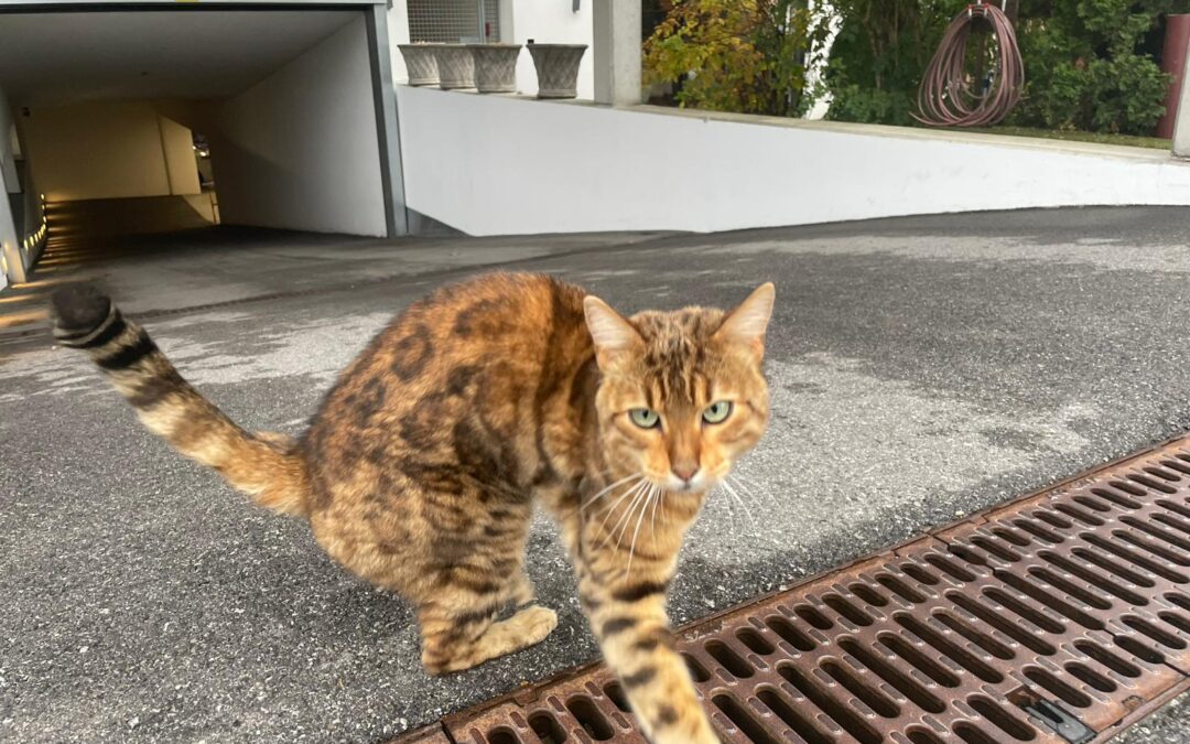 Fundtier Katze, Mieming  (11/2025)