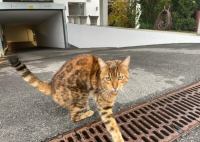 Fundtier Katze, Mieming  (11/2025)