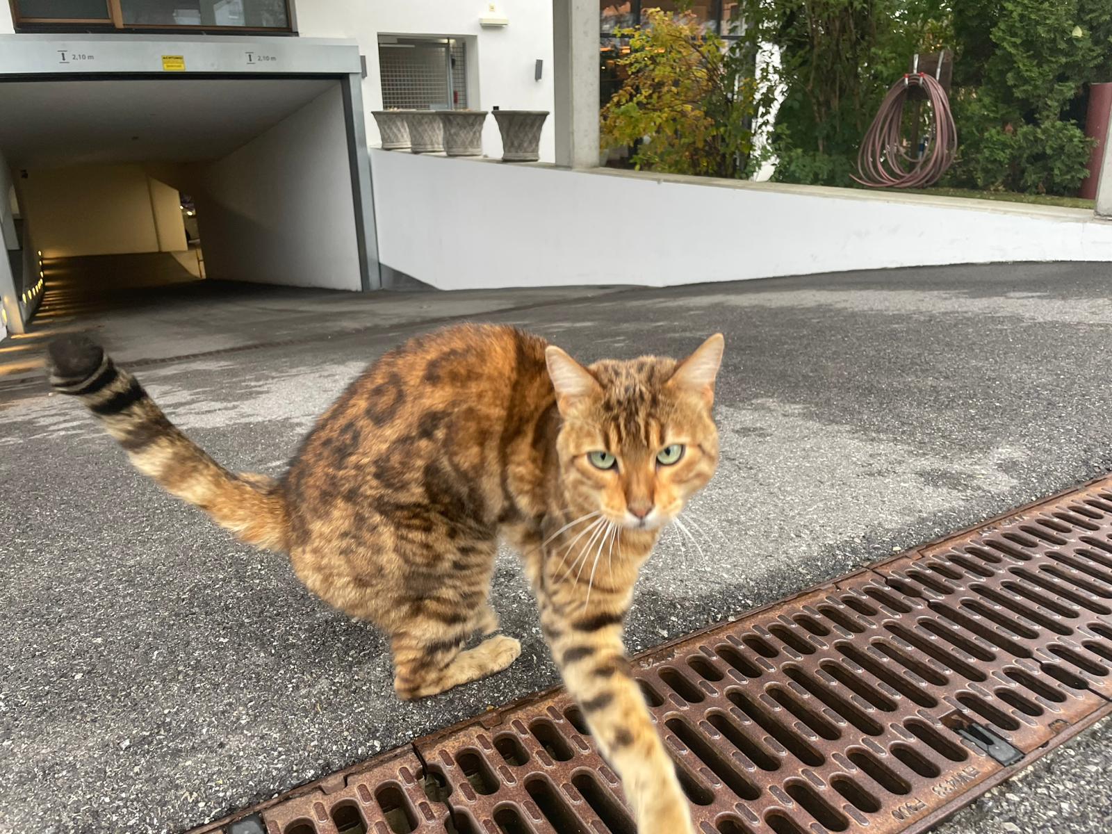 Mieming_FUndkatze_Bengale