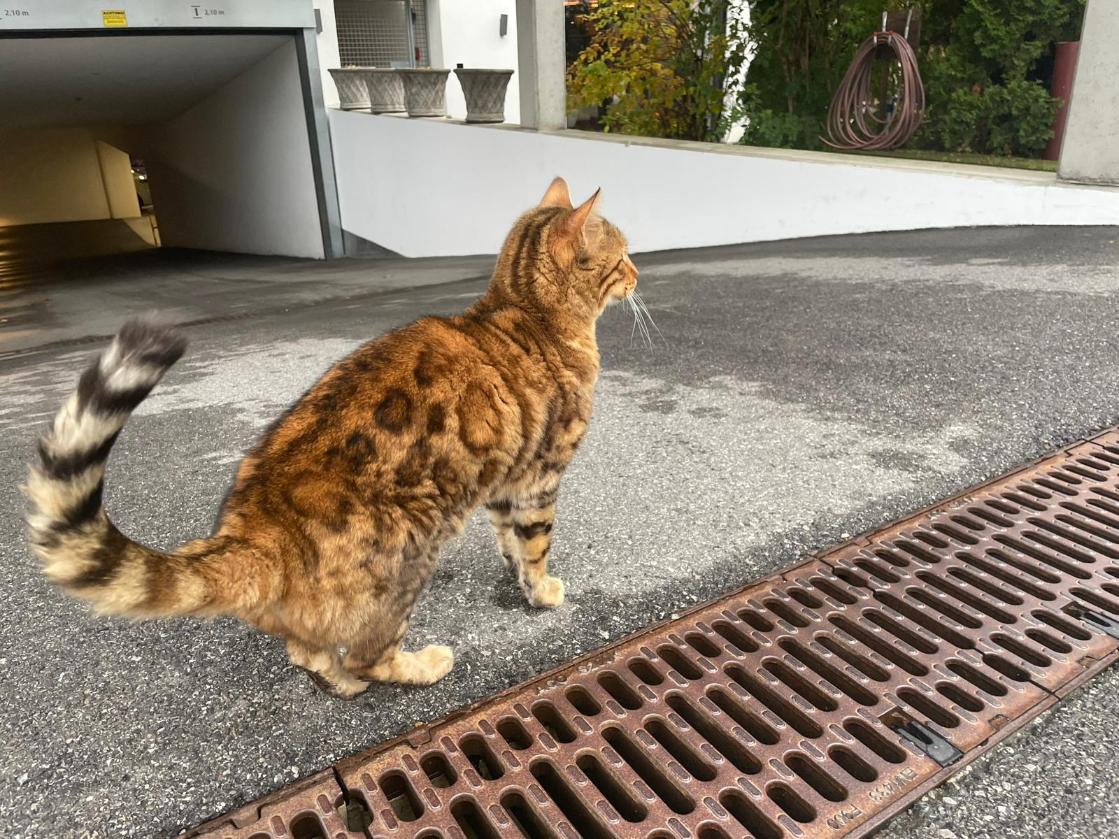 Mieming_FUndkatze_Bengale2