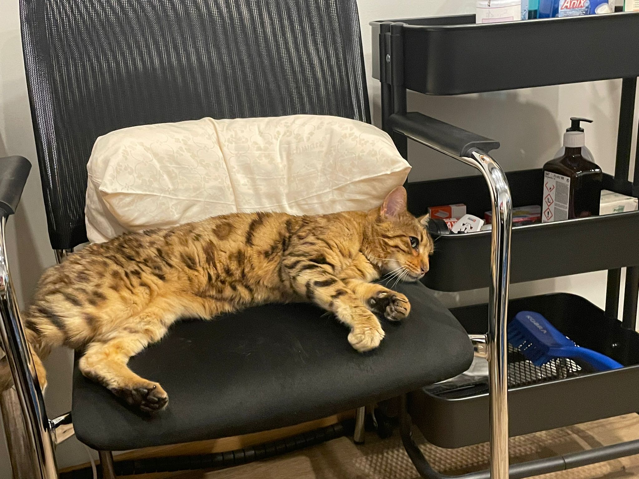 Mieming_FUndkatze_Bengale3