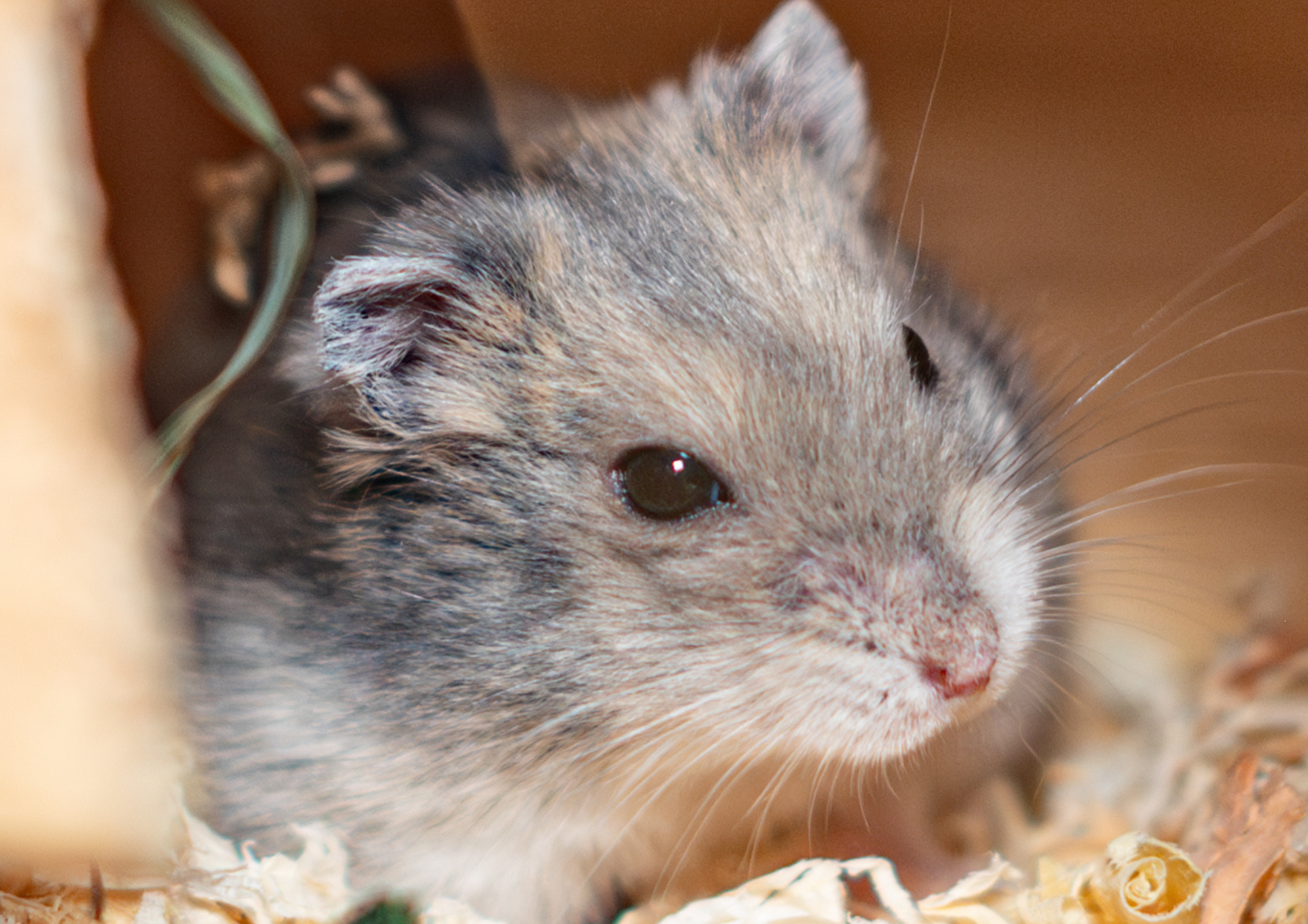 Sponsor werden Symbolbild