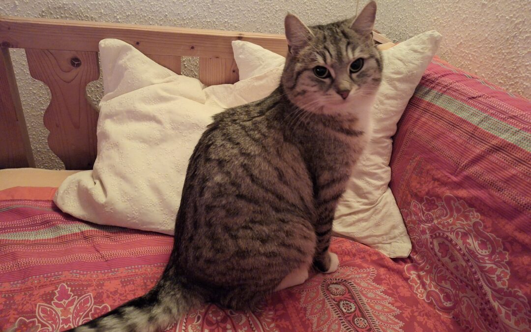 Tobi, Ranggen  (11/2025)