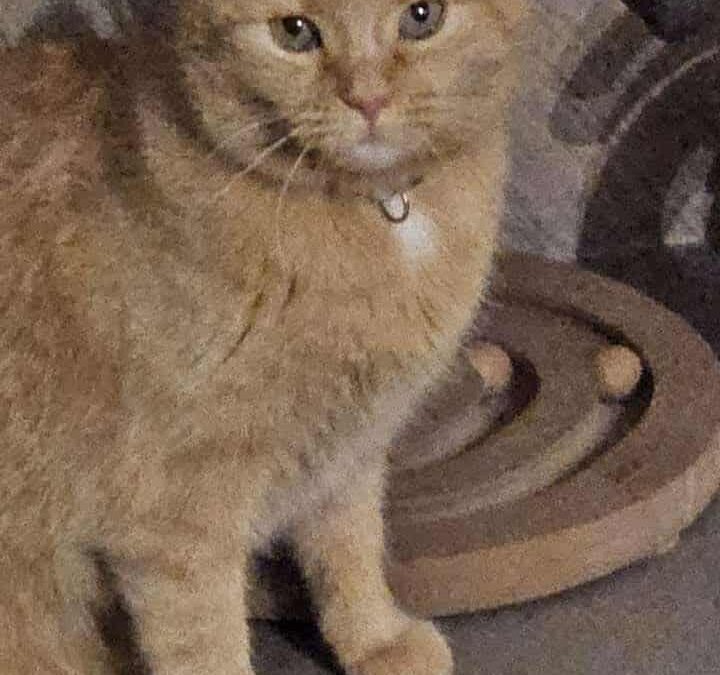 Hilde, Ranggen  (11/2025)