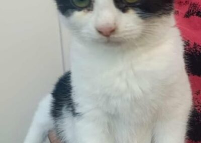 Fundtier Kater, Reutte  (11/2025)