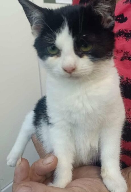 Fundtier Kater, Reutte  (11/2025)