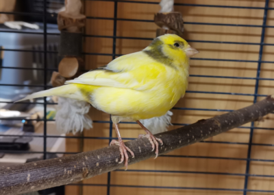 Fundtier Kanarienvogel, Söll  (11/2025)