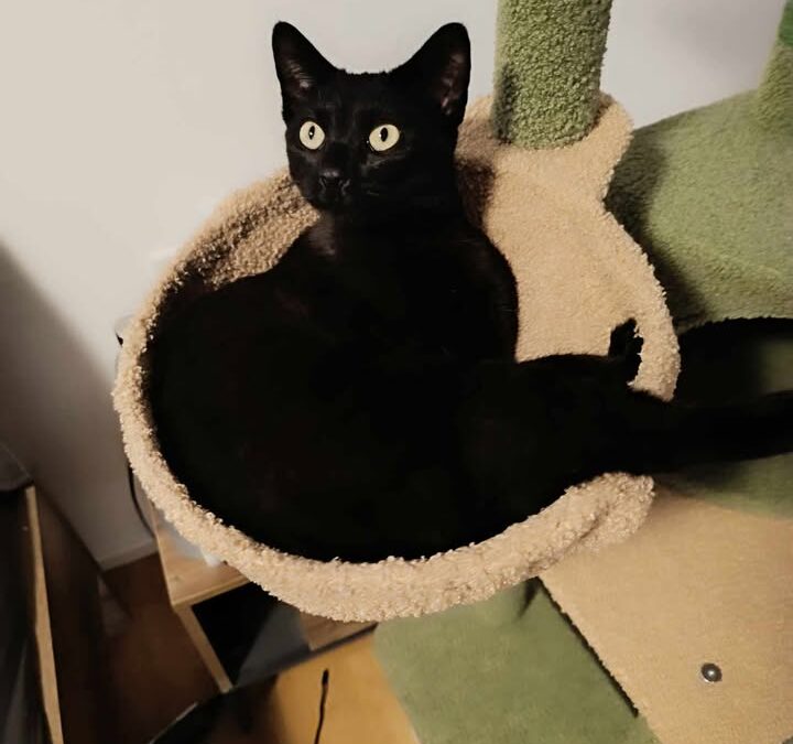 Coco, Telfs  (11/2025)