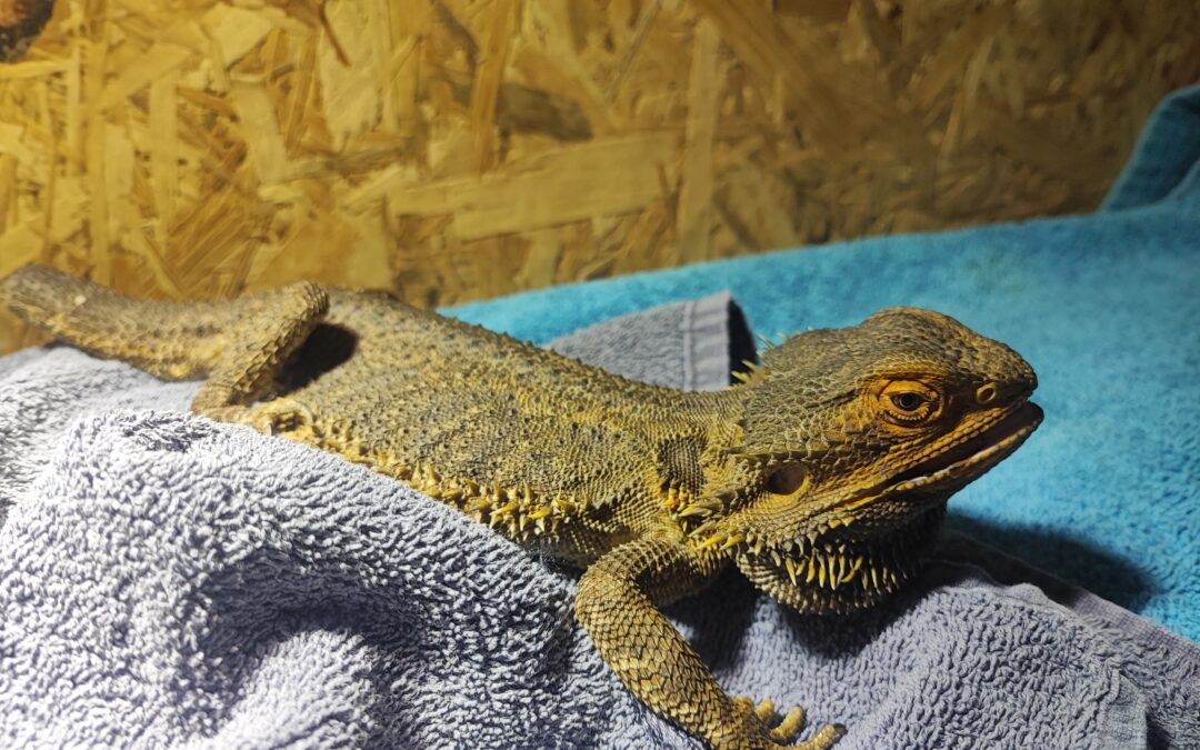 Fundtier Bartagame, Völs  (11/2025)