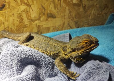 Fundtier Bartagame, Völs  (11/2025)