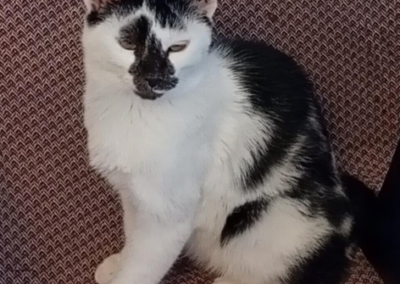 Hugo, Völs  (11/2025)