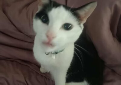 DaVinci, Vomp  (11/2025)