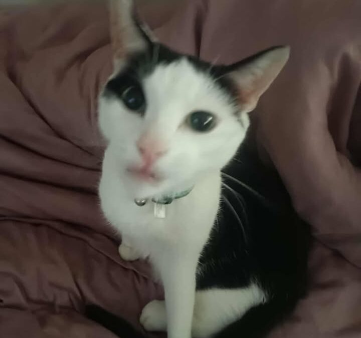 DaVinci, Vomp  (11/2025)