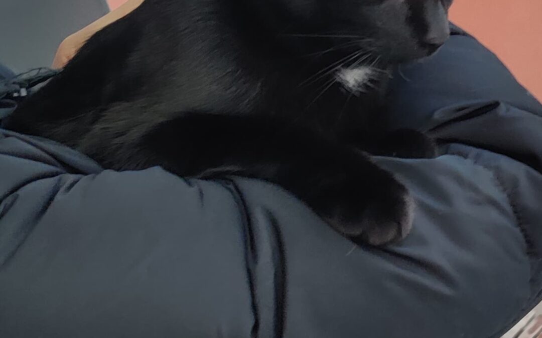 Pepsi, Vomp  (11/2025)