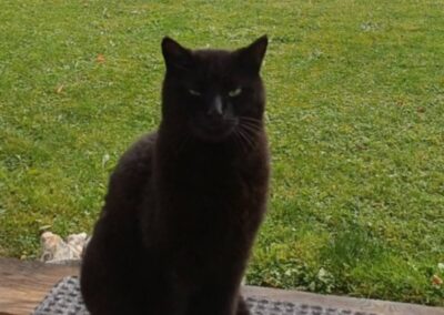 Fundtier Kater, Wattens (verstorben)  (11/2025)