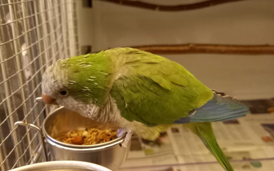 Fundtier Mönchsittich, Wattens  (11/2025)