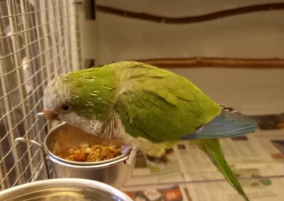 Fundtier Mönchsittich, Wattens  (11/2025)