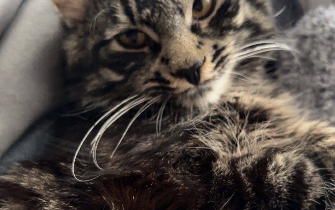 Santo, Westendorf  (11/2025)