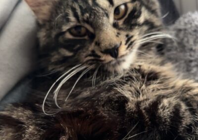 Santo, Westendorf  (11/2025)