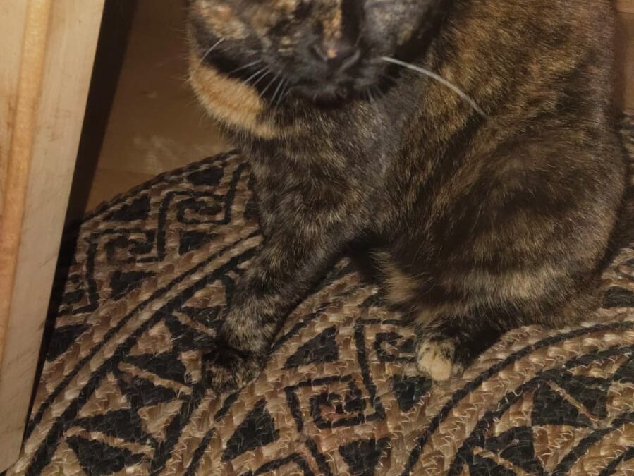 Kaida, Zams  (11/2025)