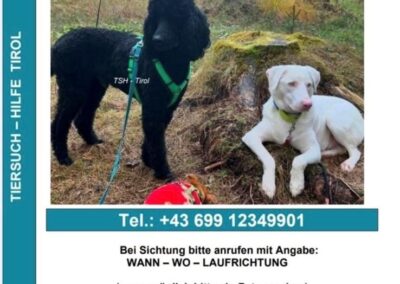 Entlaufene Hunde, Mieming  (12/2025)