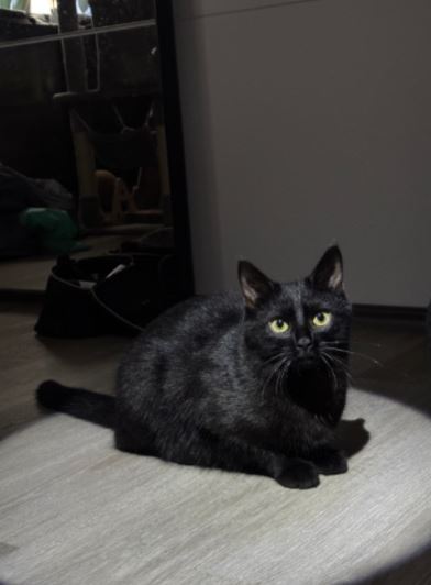 Bieni, Ellbögen  (12/2025)