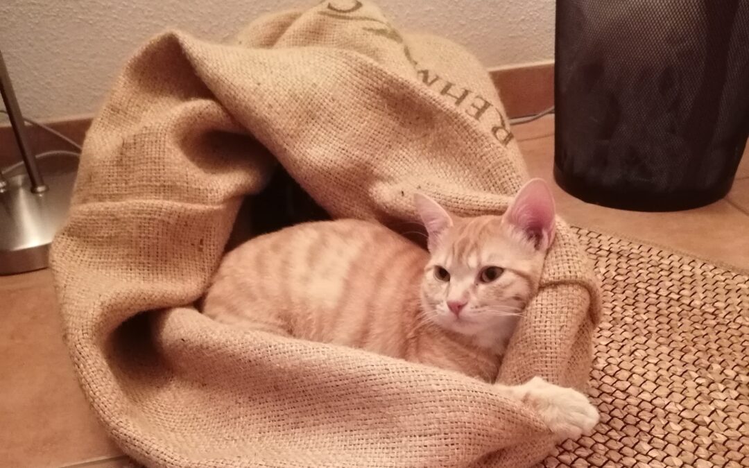 Caramel, Fulpmes  (12/2025)